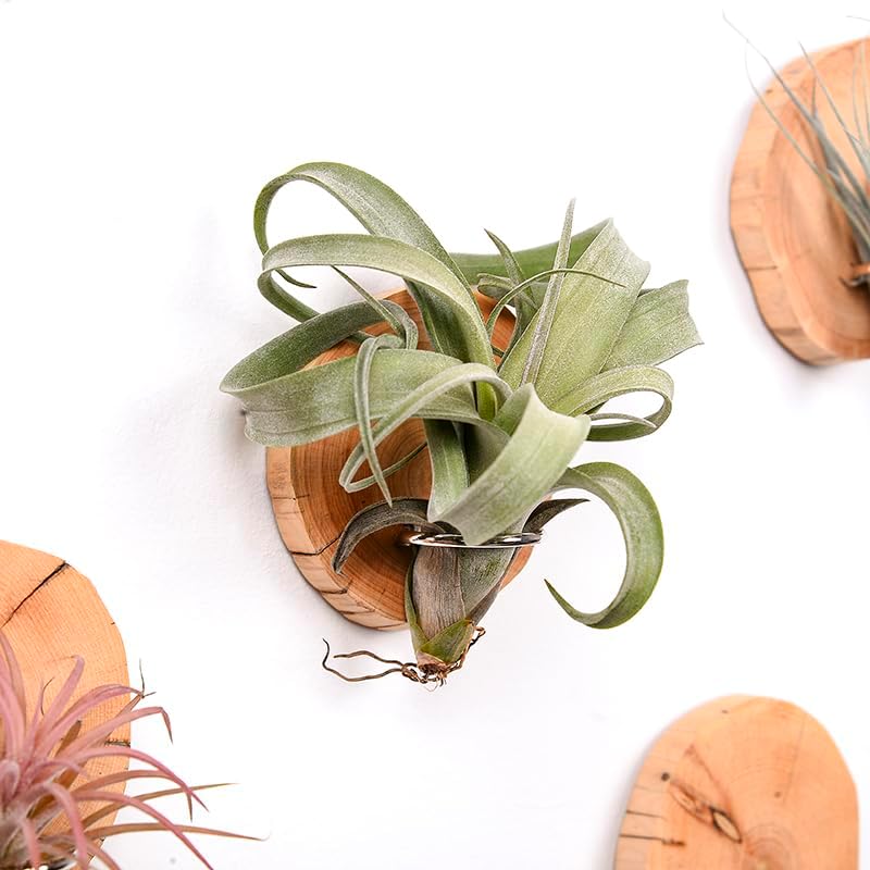 Magnetic air Plant Holder Refrigerator Sticker (Cypress Wood, 3) | Natural Wood Irregular Shape air Plant Wall Mount Holder. Refrigerator, Wall Decoration.living rooms, and kitchens