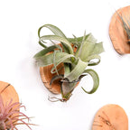 Magnetic air Plant Holder Refrigerator Sticker (Cypress Wood, 3) | Natural Wood Irregular Shape air Plant Wall Mount Holder. Refrigerator, Wall Decoration.living rooms, and kitchens