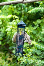 squirrel solution200 squirrel-proof bird feeder w/6 feeding ports on a desk or shelf