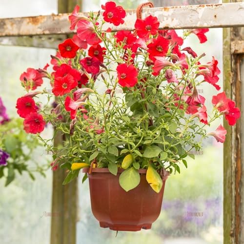 auear, 50 pack plastic hanging plant pots containers on a desk or shelf