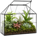 large glass terrarium house planter – succulent plant, front angle view