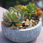 FANTIAN Succulent Rocks, 3/8 Inch Polished Pebbles for Indoor Plants, Decorative River Rocks for Plants Indoor, Vase Fillers, Cactus Planters, Bird Bath, Fountain, Outdoor Garden Landscaping
