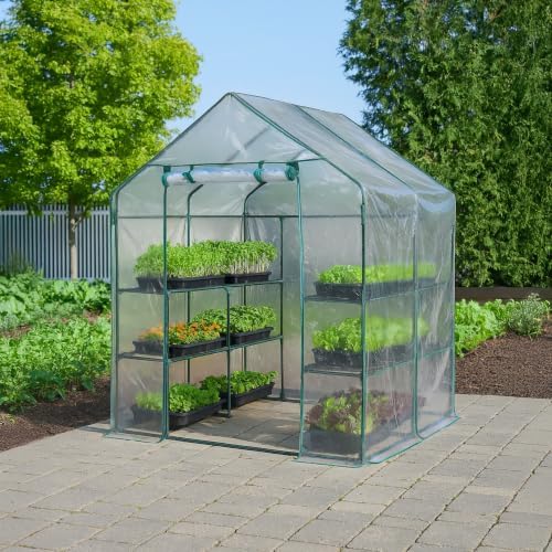 miracle-gro walk-in greenhouse, removable shelves, clear, 4'8" square shown in use