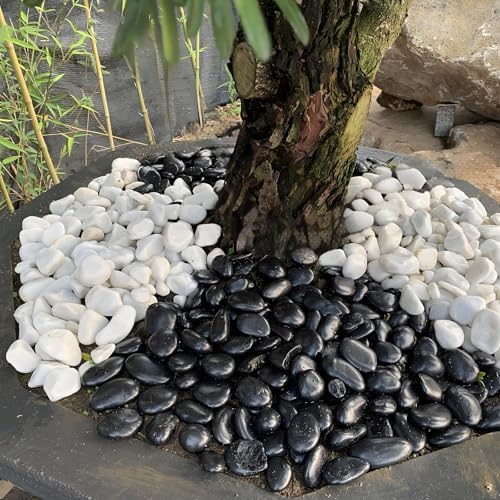 FANTIAN 10 lbs Pebbles for Landscaping, 1-2 Inch Black Rocks for Plants | Polished River Rocks Stone for Plant Indoor, Vase, Aquarium, Garden, Fountain, Outdoor, Planter Filler for Artificial Plants