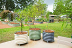 rolling metal citrus tree planter pot, 21″ round shown in use