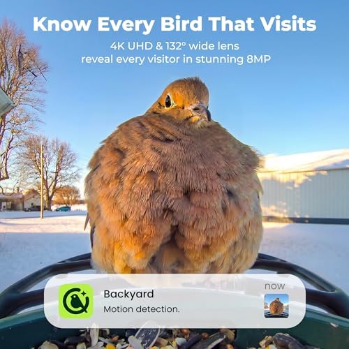 kiwibit solar smart bird feeder with camera, 4k shown in use