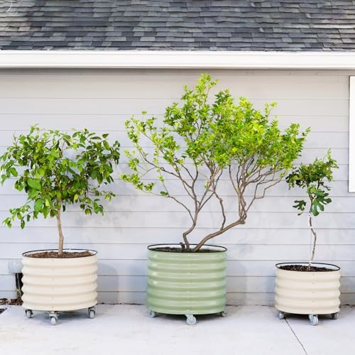rolling metal citrus tree planter pot, 24″ round on a desk or shelf