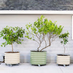 rolling metal citrus tree planter pot, 24″ round on a desk or shelf