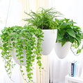 sungmor 3 pack plastic self watering hanging planters, main product view