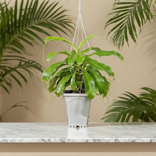 hg7x7sw 7"x7" square white pot, 9" tall pack on a desk or shelf