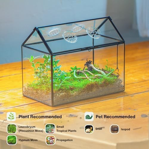 ncyp glass terrarium with lid and air holes shown in use