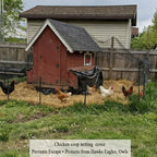 bird netting for chicken coop 25x50 ft, 1" shown in use