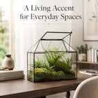 large glass terrarium house planter – succulent plant on a desk or shelf