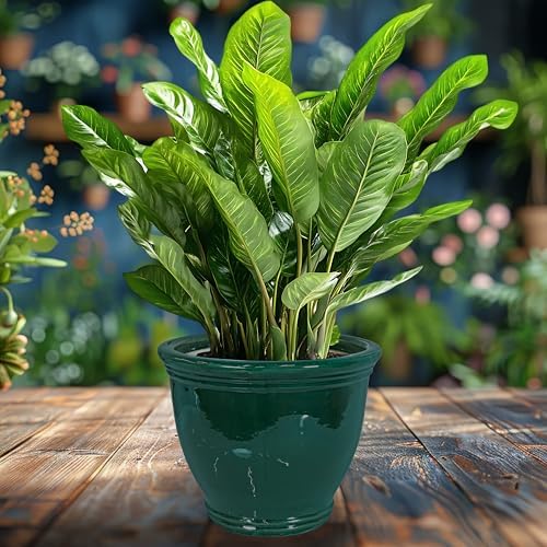 sunnydaze studio 15" round ceramic planter, dark green, package contents