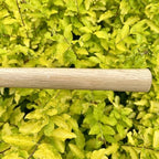 14 inch japanese hand tiller/rake for garden, 3-tines, front angle view