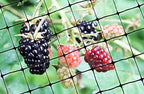 bird-x standard netting for pigeons sparrows starlings 100x14, close-up detail