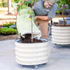 rolling metal citrus tree planter pot, 24″ round, front angle view