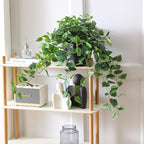 365 blooming decor realistic artificial potted pothos ivy, package contents