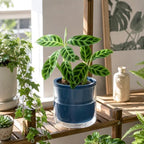 d'vine dev self-watering blue terracotta planter, 6 in, package contents