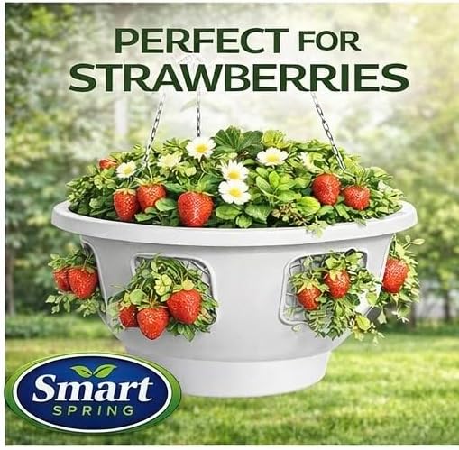 ultimate hanging baskets - strawberry, tomato, flower, and, close-up detail