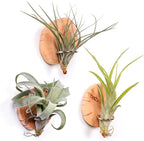 Magnetic air Plant Holder Refrigerator Sticker (Cypress Wood, 3) | Natural Wood Irregular Shape air Plant Wall Mount Holder. Refrigerator, Wall Decoration.living rooms, and kitchens