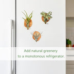 Magnetic air Plant Holder Refrigerator Sticker (Cypress Wood, 3) | Natural Wood Irregular Shape air Plant Wall Mount Holder. Refrigerator, Wall Decoration.living rooms, and kitchens