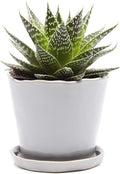 chive ‘tika’ big succulent pot — 5” cute, main product view
