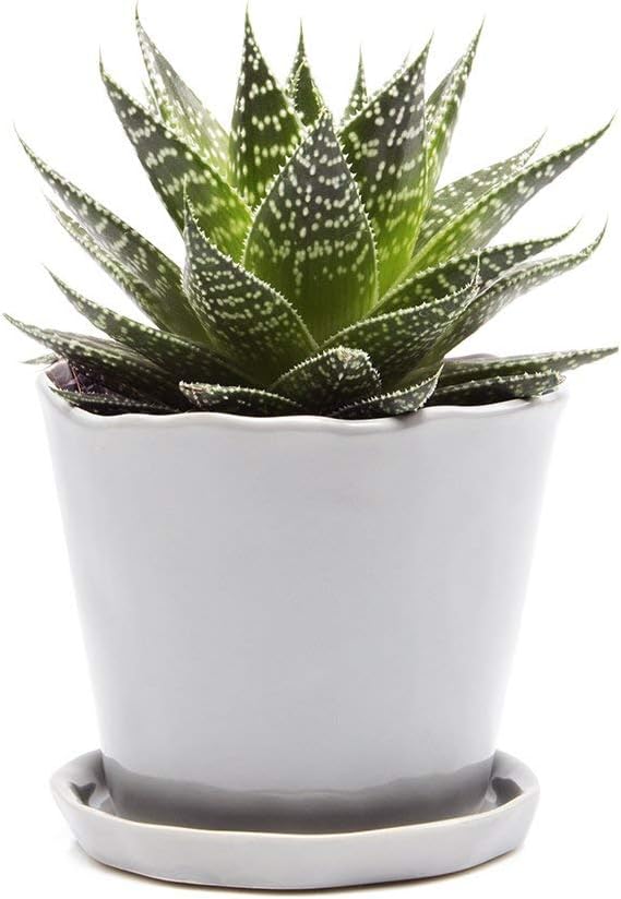 chive ‘tika’ big succulent pot — 5” cute, main product view