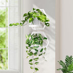 3 packs wall planters for indoor plants, 5.9inch on a desk or shelf