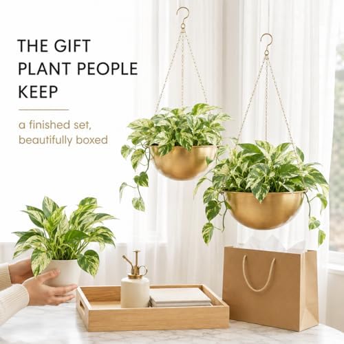acelist gold hanging planter for indoor plants, set, close-up detail