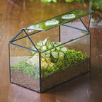 ncyp glass terrarium with lid and air holes, front angle view