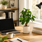 17.5 inch artificial fiddle leaf fig tree in, side view