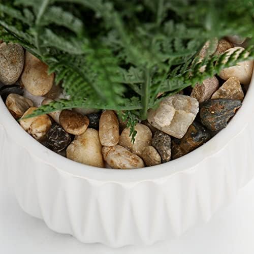 dilatata faux plant indoor in ceramic pot 12", close-up detail