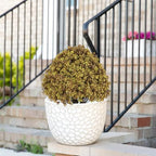24" artificial boxwood fall topiary trees, faux plants showing dimensions