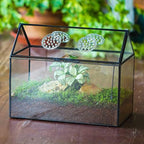 ncyp glass terrarium with lid and air holes showing dimensions