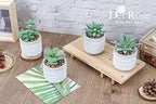 der rose 4 pack fake plants in striped showing dimensions