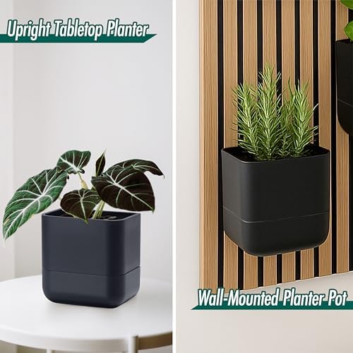 Phoenix Vine 6.5 Inch Wall Mounted Self-Watering Planter Pot for Indoor Houseplants and Herbs | Hanging Planter for Window Sills, Bathroom Walls, Home & Office Décor, Black, Set of 3, 01-C-E-3