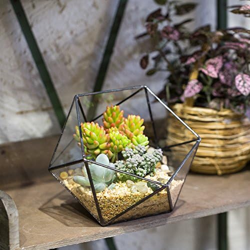 ncyp opened geometric glass terrarium, 6.69" bowl shape, close-up detail
