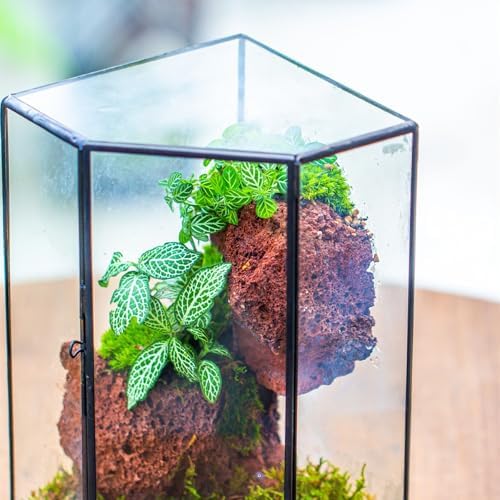 ncyp glass terrarium with front opening door for, package contents