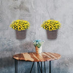 ganazono wall hanging flowerpot 4-pack 6.69x5.51x12.59in iron art on a desk or shelf