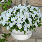 meanplan 4 pcs self watering hanging planter indoor on a desk or shelf