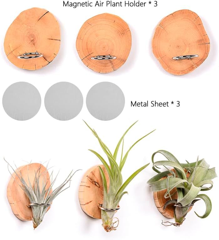 Magnetic air Plant Holder Refrigerator Sticker (Cypress Wood, 3) | Natural Wood Irregular Shape air Plant Wall Mount Holder. Refrigerator, Wall Decoration.living rooms, and kitchens