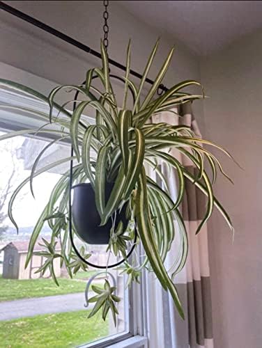 shineloha 2 pack hanging planter with 5.5" pot on a desk or shelf