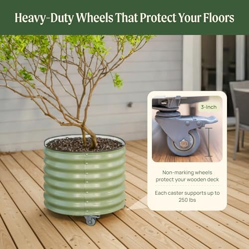 rolling metal citrus tree planter pot, 21″ round on a desk or shelf