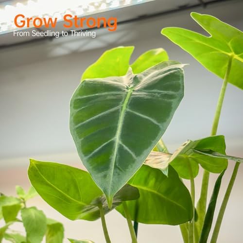 bstrip 5-tier indoor greenhouse with grow light, 35.4x13.8x71in showing dimensions