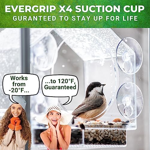 window bird feeder with strong suction cups, bird, side view