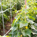 plant trellis netting 5 * 30ft 3.5 mesh, view 9