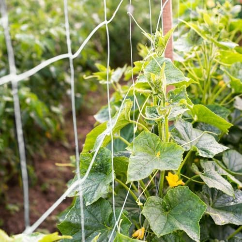 plant trellis netting 5 * 30ft 3.5 mesh, view 9