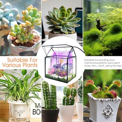 rifny plant terrarium with grow light, glass terrarium on a desk or shelf