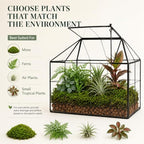 large glass terrarium house planter – succulent plant, view 9
